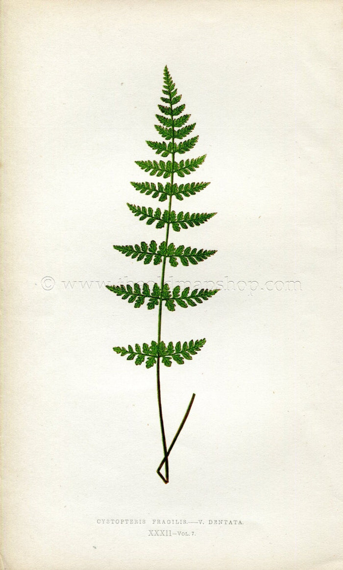 Edward Joseph Lowe Fern (Cystopteris Fragilis--V. Dentata) Antique Botanical Print 1859