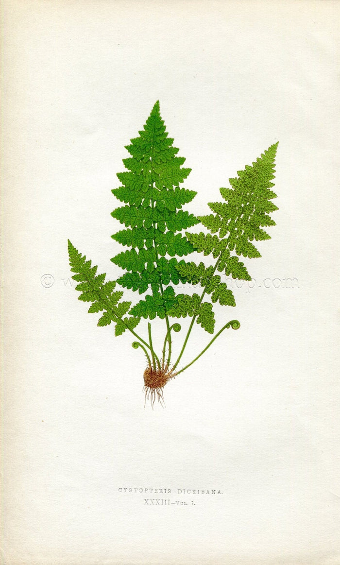 Edward Joseph Lowe Fern (Cystopteris Dickieana) Antique Botanical Print 1859