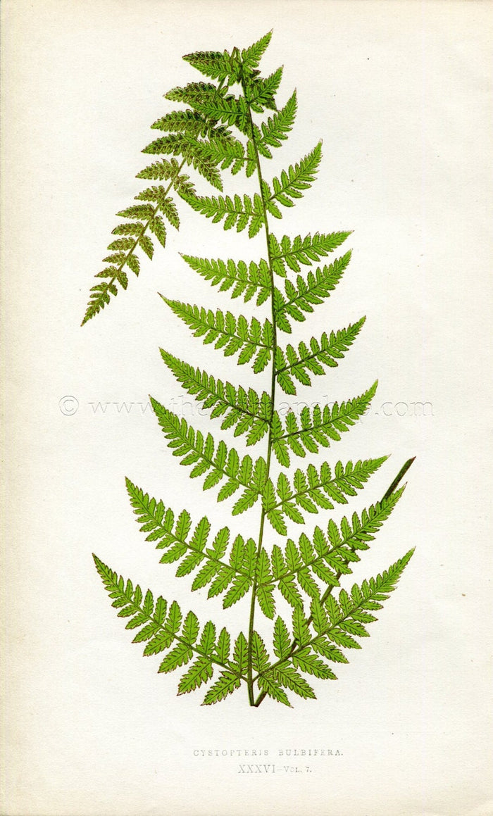 Edward Joseph Lowe Fern (Cystopteris Bulbifera) Antique Botanical Print 1859