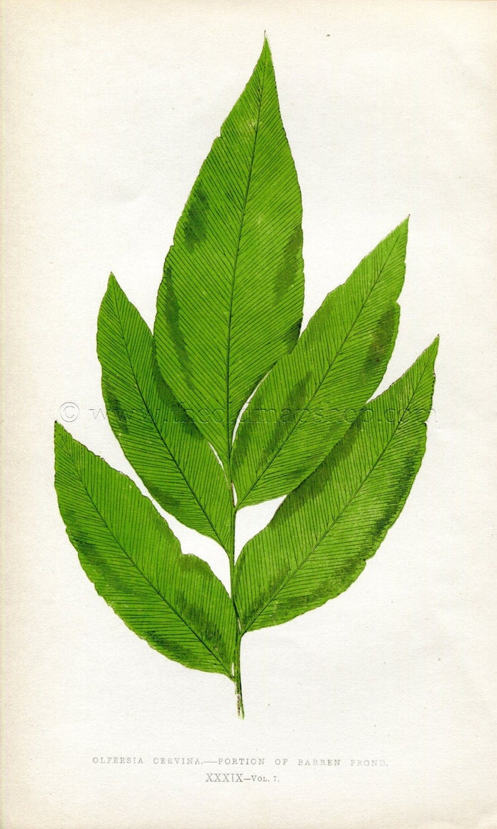 Edward Joseph Lowe Fern (Olfersia Cervina) Antique Botanical Print 1859