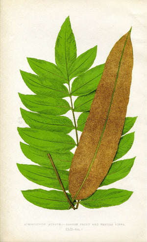 Edward Joseph Lowe Fern (Acrostichum Aureum) Antique Botanical Print 1859