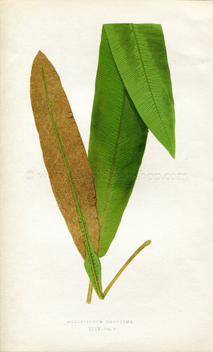Edward Joseph Lowe Fern (Acrostichum Conforme) Antique Botanical Print 1859