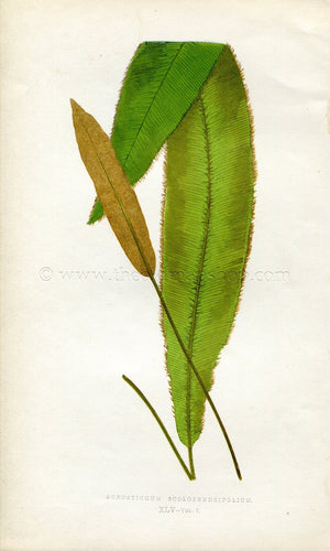 Edward Joseph Lowe Fern (Acrostichum Scolopendrifolium) Antique Botanical Print 1859