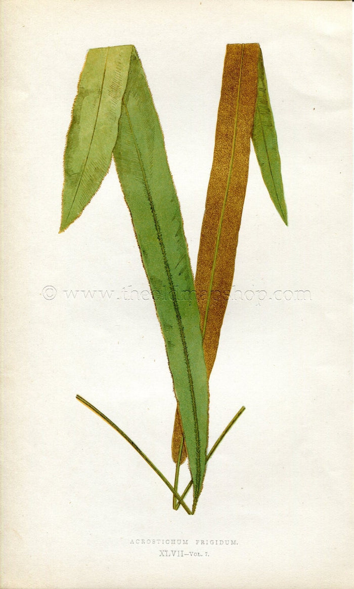 Edward Joseph Lowe Fern (Acrostichum Frigidum) Antique Botanical Print 1859