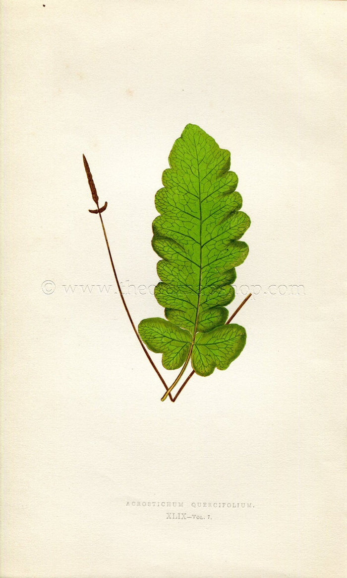 Edward Joseph Lowe Fern (Acrostichum Quercifolium) Antique Botanical Print 1859