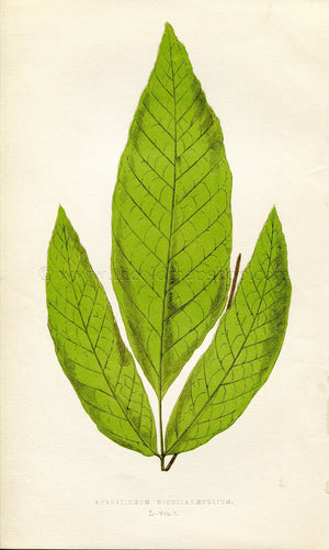 Edward Joseph Lowe Fern (Acrostichum Nicotianaefolium) Antique Botanical Print 1859
