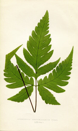 Edward Joseph Lowe Fern (Acrostichum Auritum) Antique Botanical Print 1859