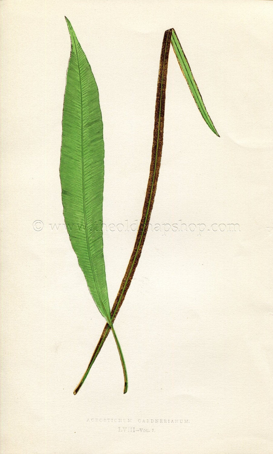 Edward Joseph Lowe Fern (Acrostichum Cardnerianum) Antique Botanical Print 1859