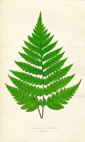 Edward Joseph Lowe Fern (Acrostichum Alienum) Antique Botanical Print 1859