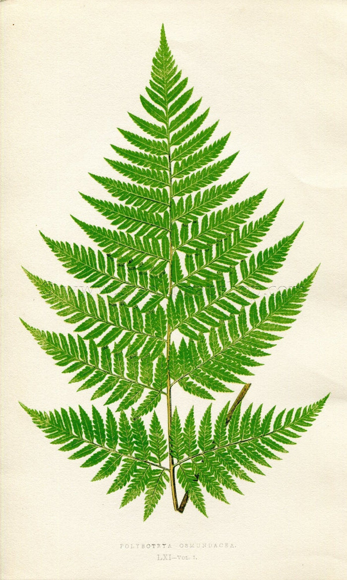 Edward Joseph Lowe Fern (Polybotrya Osmundacea) Antique Botanical Print 1859