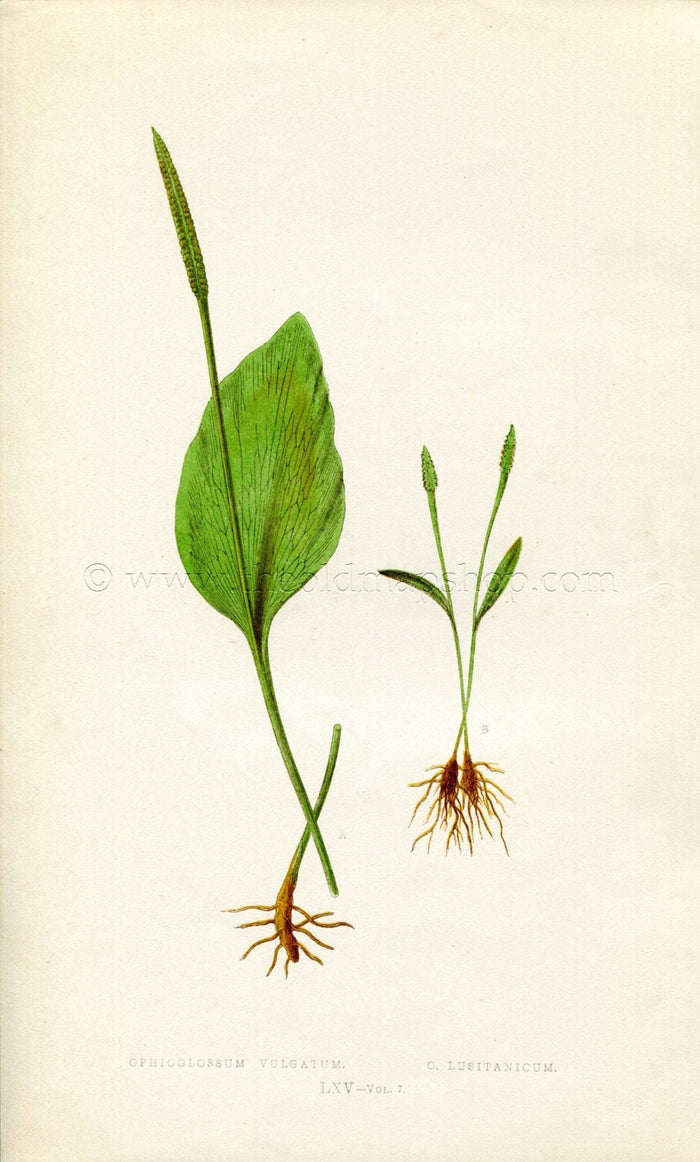 Edward Joseph Lowe Fern (Ophioglossum Vulgatum & Lusitanicum) Antique Botanical Print 1859
