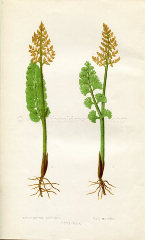 Edward Joseph Lowe Fern (Botrychium Lunaria & Var. Moorei) Antique Botanical Print 1859