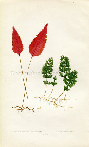 Edward Joseph Lowe Fern (Hymenophyllum Cruentum & Tunbridgense) Antique Botanical Print 1860