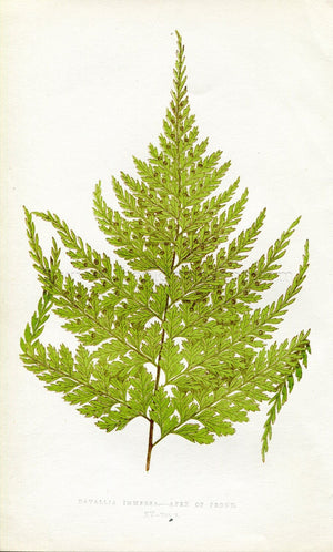 Edward Joseph Lowe Fern (Davallia Immersa) Antique Botanical Print 1860