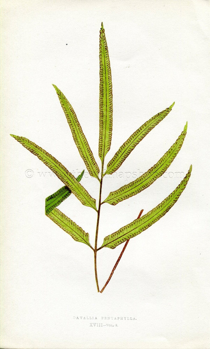 Edward Joseph Lowe Fern (Davallia Pentaphylla) Antique Botanical Print 1860