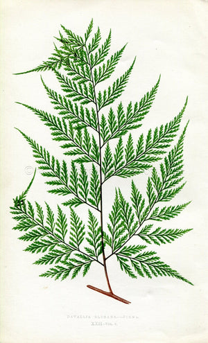 Edward Joseph Lowe Fern (Davallia Elegans.--Pinna) Antique Botanical Print 1860
