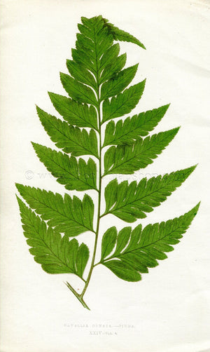 Edward Joseph Lowe Fern (Davallia Ornata.--Pinna) Antique Botanical Print 1860