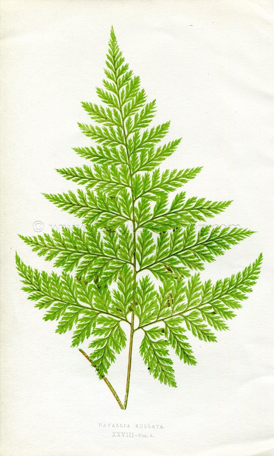 Edward Joseph Lowe Fern (Davallia Bullata) Antique Botanical Print 1860