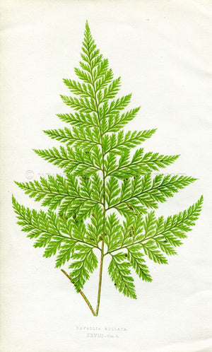 Edward Joseph Lowe Fern (Davallia Bullata) Antique Botanical Print 1860