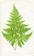 Edward Joseph Lowe Fern (Davallia Bullata) Antique Botanical Print 1860