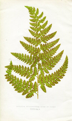 Edward Joseph Lowe Fern (Davallia Trichosticha) Antique Botanical Print 1860
