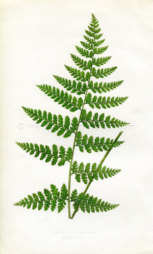 Edward Joseph Lowe Fern (Davallia Khasiyana) Antique Botanical Print 1860