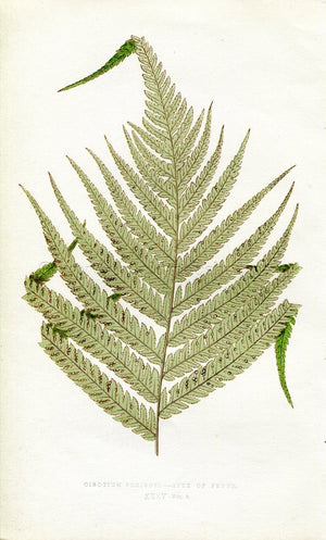 Edward Joseph Lowe Fern (Cibotium Schiedei) Antique Botanical Print 1860