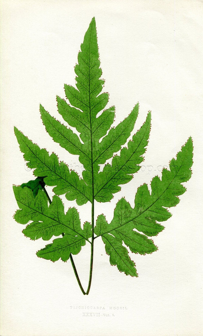 Edward Joseph Lowe Fern (Trichiocarpa Moorii) Antique Botanical Print 1860