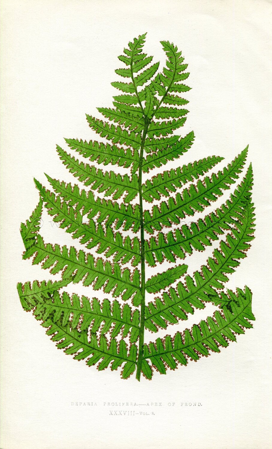 Edward Joseph Lowe Fern (Deparia Prolifera) Antique Botanical Print 1860