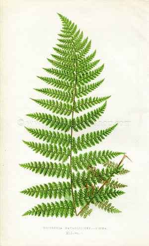 Edward Joseph Lowe Fern (Dicksonia Davallioides) Antique Botanical Print 1860