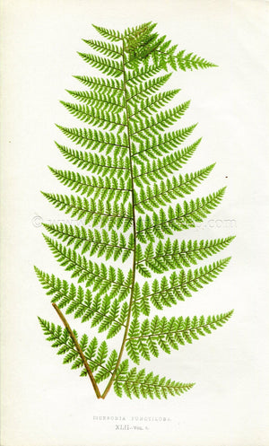 Edward Joseph Lowe Fern (Dicksonia Punctiloba) Antique Botanical Print 1860