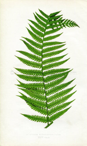 Edward Joseph Lowe Fern (Dicksonia Squarrosa.--Pinna) Antique Botanical Print 1860