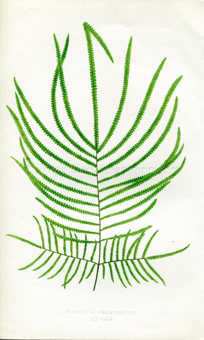 Edward Joseph Lowe Fern (Gleichenia Hecistophylla) Antique Botanical Print 1860