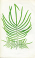 Edward Joseph Lowe Fern (Gleichenia Hecistophylla) Antique Botanical Print 1860