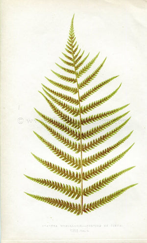 Edward Joseph Lowe Fern (Cyathea Medullaris) Antique Botanical Print 1860