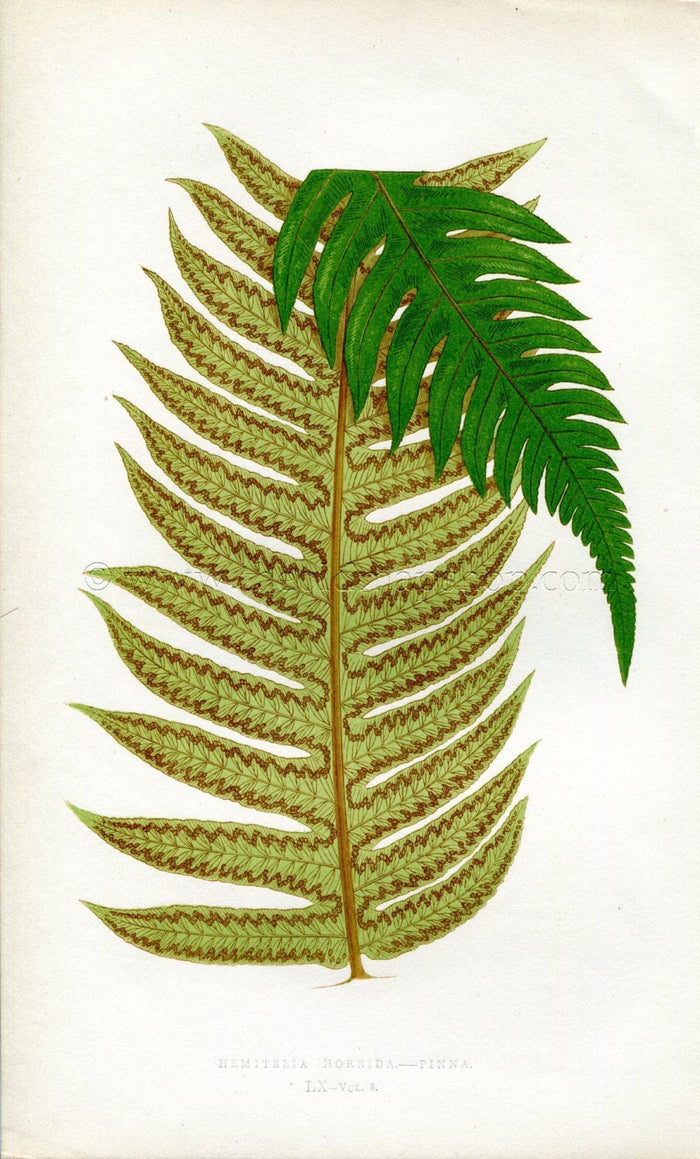 Edward Joseph Lowe Fern (Hemitelia Horrida.--Pinna) Antique Botanical Print 1860