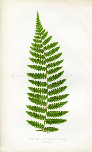 Edward Joseph Lowe Fern (Hemitelia Hostmanni.--Pinna) Antique Botanical Print 1860
