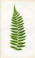 Edward Joseph Lowe Fern (Hemitelia Hostmanni.--Pinna) Antique Botanical Print 1860