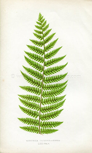 Edward Joseph Lowe Fern (Alsophila Capensis.--Pinna) Antique Botanical Print 1860