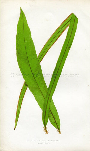 Edward Joseph Lowe Fern (Dictyoxiphium Panamense) Antique Botanical Print 1860