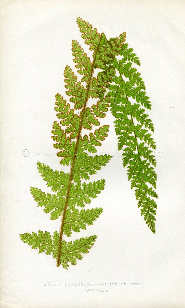 Edward Joseph Lowe Fern (Mohria Thurifraga) Antique Botanical Print 1860
