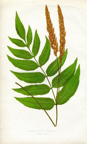Edward Joseph Lowe Fern (Anemidictyon Phyllitidis) Antique Botanical Print 1860