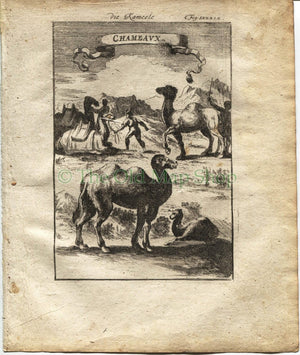 1719 Manesson Mallet "Chameaux" Camels, Africa, Antique Print