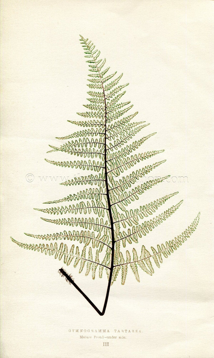 Edward Joseph Lowe Fern (Gymnogramma Tartarea) Antique Botanical Print 1856