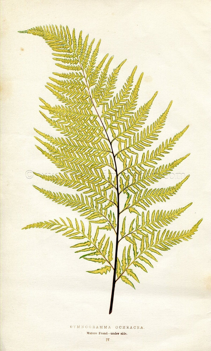 Edward Joseph Lowe Fern (Gymnogramma Ochracea) Antique Botanical Print 1856