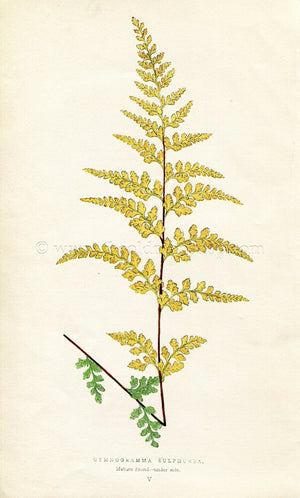 Edward Joseph Lowe Fern (Gymnogramma Sulphurea) Antique Botanical Print 1856
