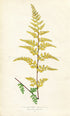 Edward Joseph Lowe Fern (Gymnogramma Sulphurea) Antique Botanical Print 1856