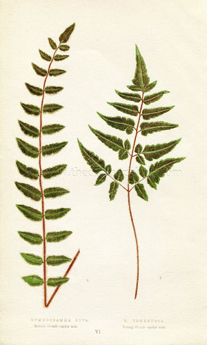 Edward Joseph Lowe Fern (Gymnogramma Rufa & G. Tomentosa) Antique Botanical Print 1856