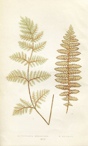 Edward Joseph Lowe Fern (Nothochloena Eckloniana & N. Squamosa) Antique Botanical Print 1856