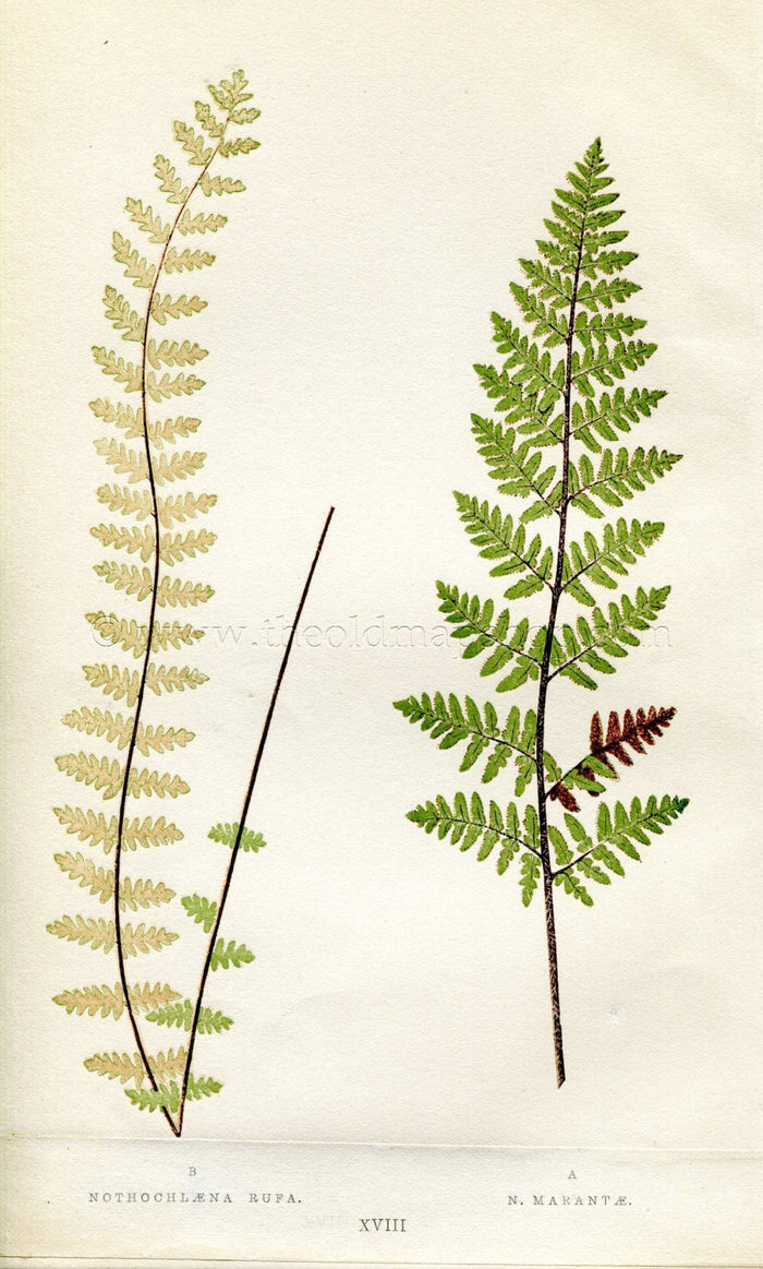 Edward Joseph Lowe Fern (Nothochloena Rufa & N. Marantae) Antique Botanical Print 1856